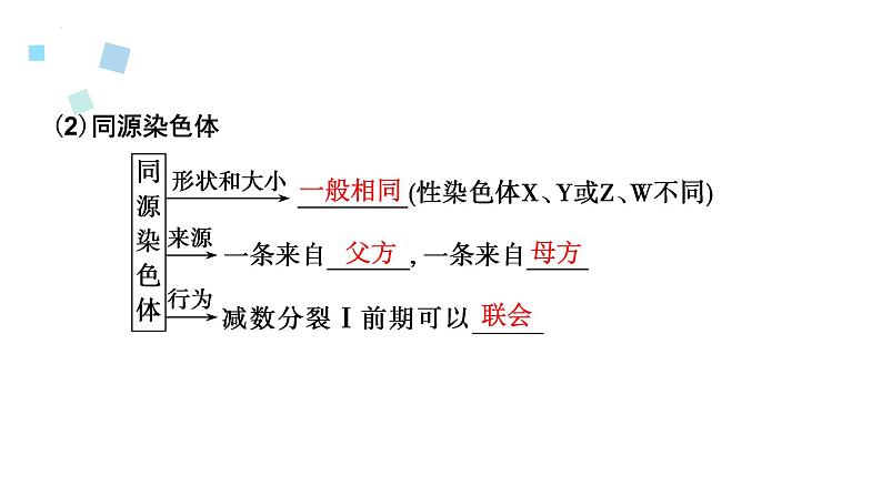 2023届高三生物一轮复习12讲　减数分裂与受精作用课件04