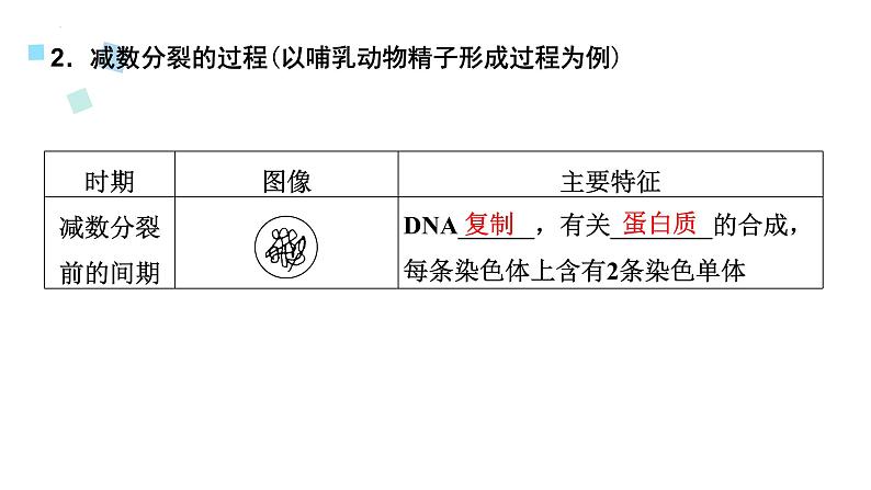 2023届高三生物一轮复习12讲　减数分裂与受精作用课件05