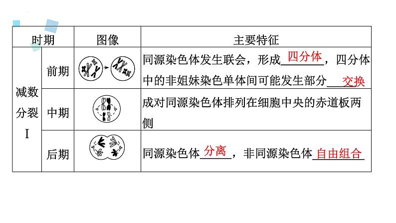 2023届高三生物一轮复习12讲　减数分裂与受精作用课件06