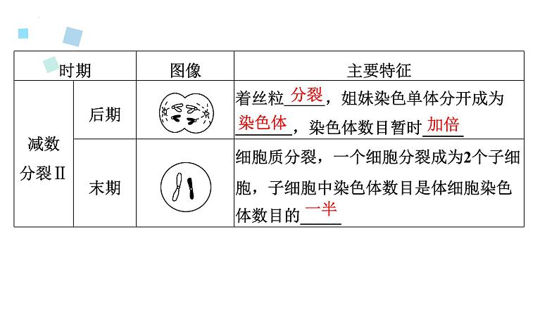 2023届高三生物一轮复习12讲　减数分裂与受精作用课件08