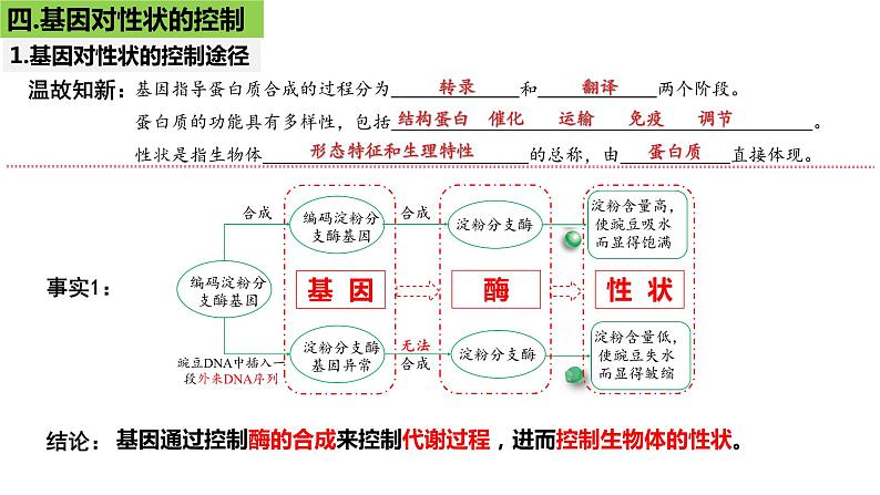 2023届高三生物一轮复习课件：第19讲  基因的表达（第二课时）第2页