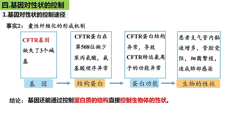 2023届高三生物一轮复习课件：第19讲  基因的表达（第二课时）第4页