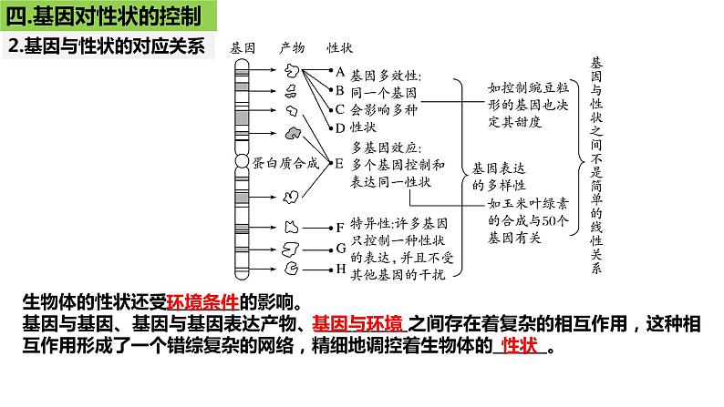 2023届高三生物一轮复习课件：第19讲  基因的表达（第二课时）第5页