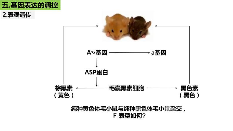 2023届高三生物一轮复习课件：第19讲  基因的表达（第二课时）第7页