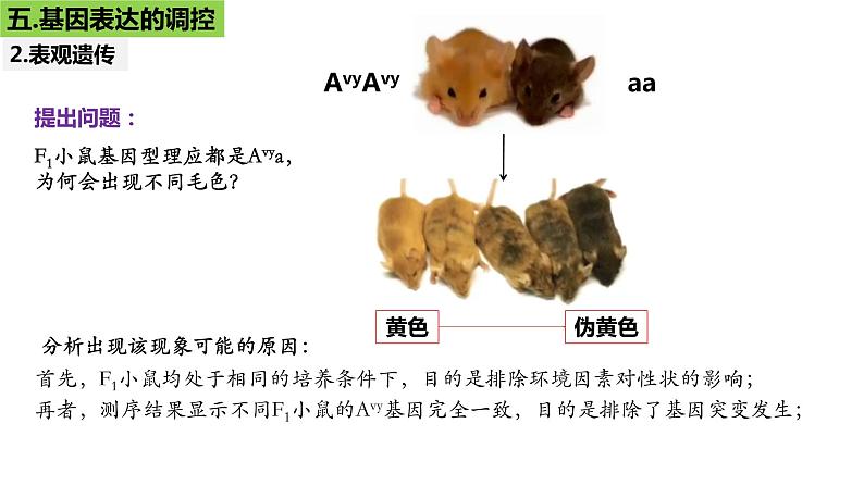 2023届高三生物一轮复习课件：第19讲  基因的表达（第二课时）第8页