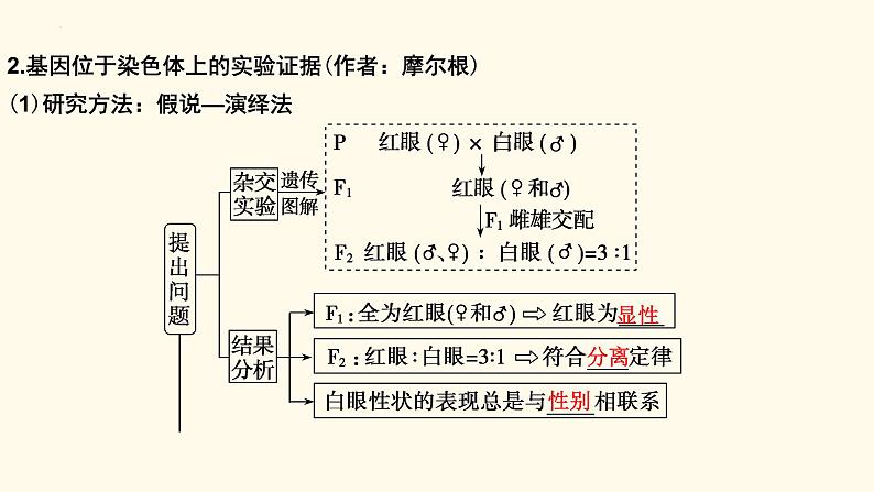 2023届高三新高考一轮复习16讲　基因在染色体上、伴性遗传与人类遗传病第5页