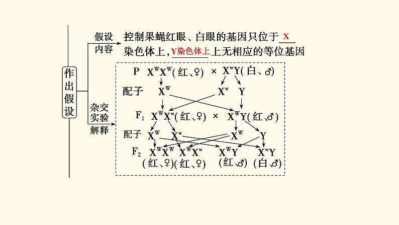 2023届高三新高考一轮复习16讲　基因在染色体上、伴性遗传与人类遗传病第6页