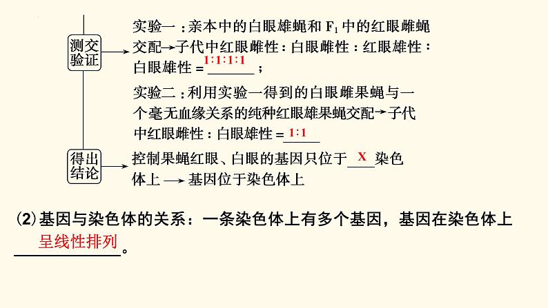 2023届高三新高考一轮复习16讲　基因在染色体上、伴性遗传与人类遗传病第7页