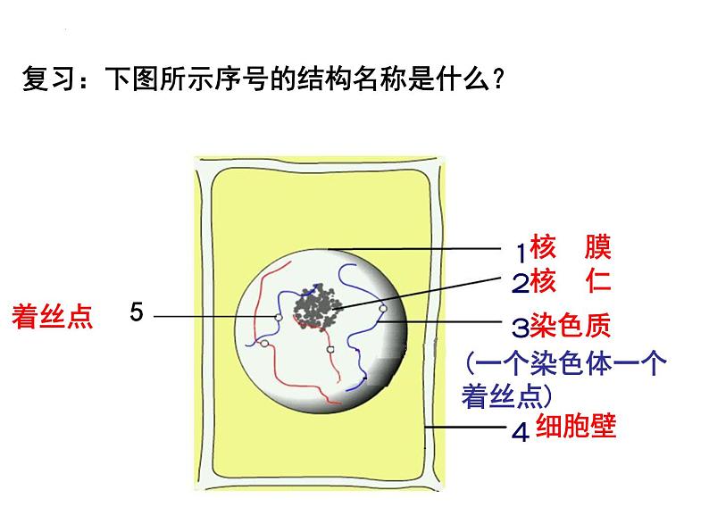 2023届高三一轮复习课件-专题总结 减数分裂异常与可遗传变异第7页