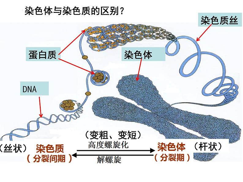 2023届高三一轮复习课件-专题总结 减数分裂异常与可遗传变异第8页