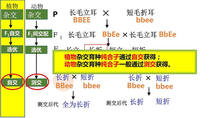 2023届高三一轮复习生物：伴性遗传课件第5页