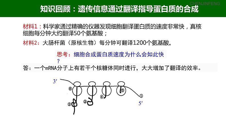 2023届高三一轮复习生物：3.4 基因控制蛋白质合成（中心法则）课件02