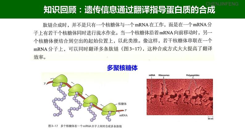 2023届高三一轮复习生物：3.4 基因控制蛋白质合成（中心法则）课件03