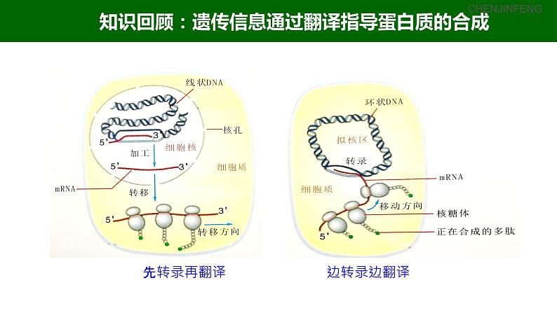 2023届高三一轮复习生物：3.4 基因控制蛋白质合成（中心法则）课件05