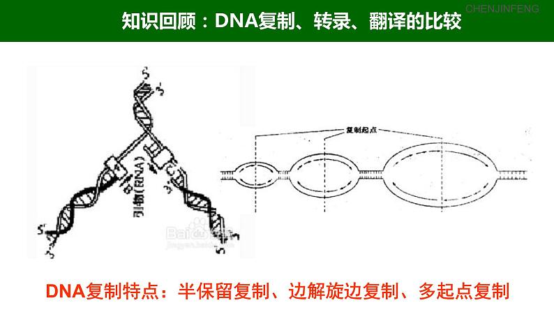 2023届高三一轮复习生物：3.4 基因控制蛋白质合成（中心法则）课件06