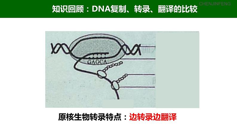 2023届高三一轮复习生物：3.4 基因控制蛋白质合成（中心法则）课件07