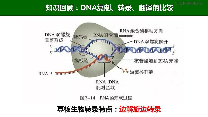 2023届高三一轮复习生物：3.4 基因控制蛋白质合成（中心法则）课件08