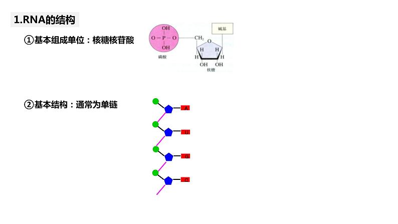 2023届高三一轮复习生物：第19讲　基因的表达课件第5页