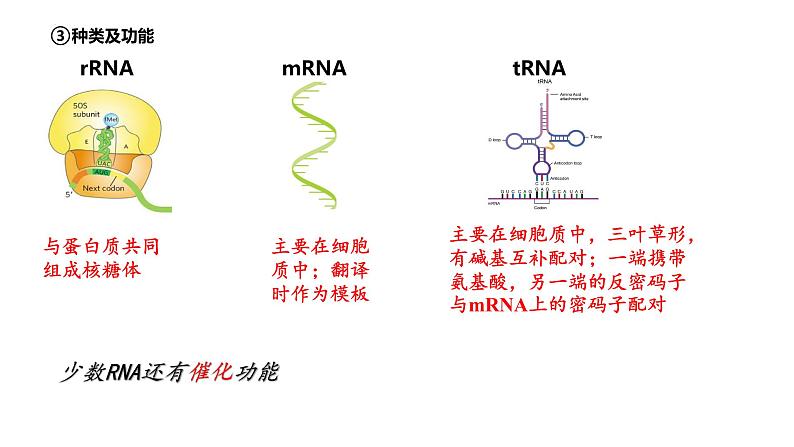 2023届高三一轮复习生物：第19讲　基因的表达课件第6页