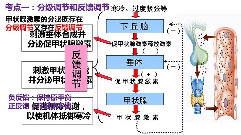 2023届高三一轮复习生物：甲状腺激素微专题第2页