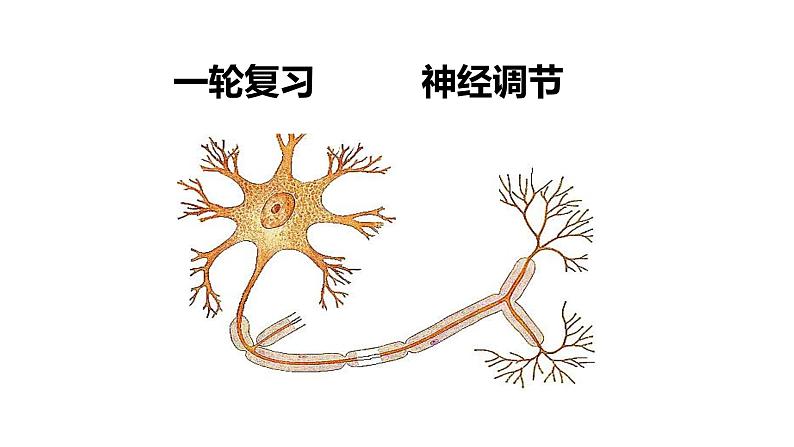 2023届高三一轮复习生物：神经调节课件第1页