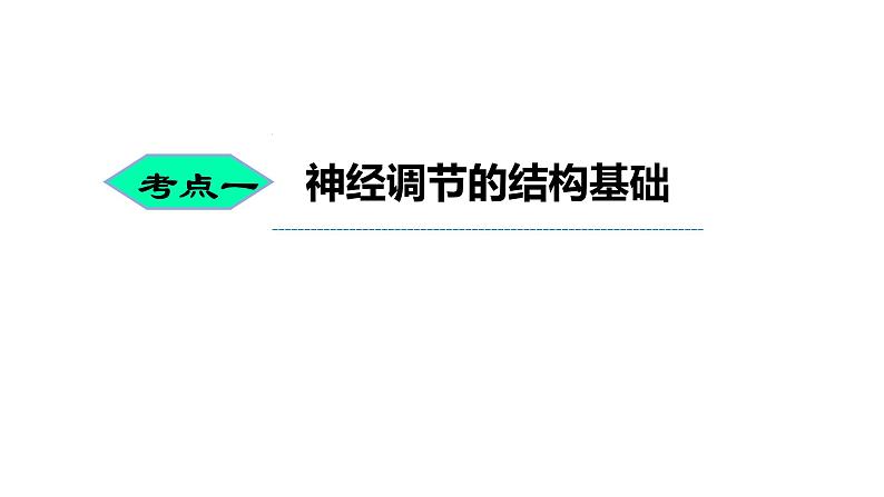 2023届高三一轮复习生物：神经调节课件第2页