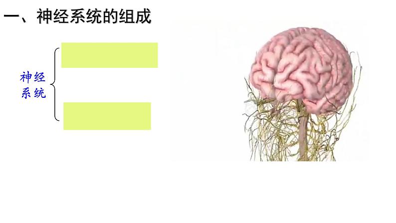 2023届高三一轮复习生物：神经调节课件第3页