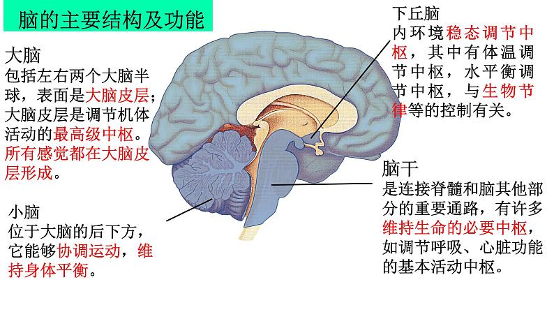 2023届高三一轮复习生物：神经调节课件第5页