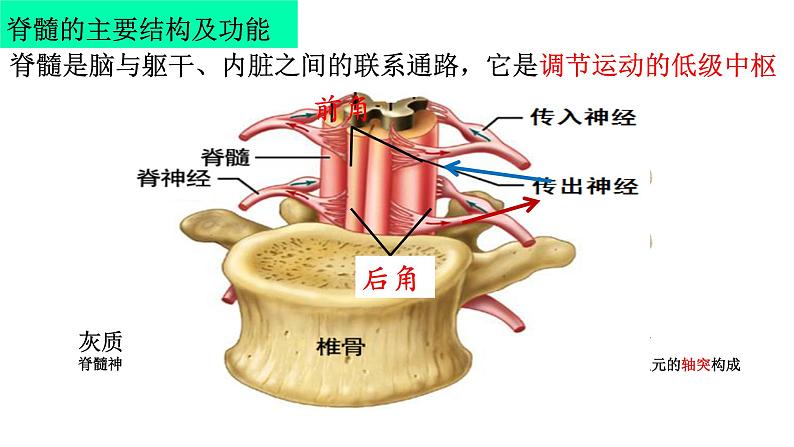 2023届高三一轮复习生物：神经调节课件第7页