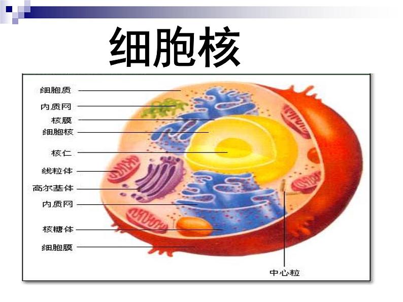 2023届高三一轮复习生物：细胞核课件01