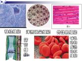2023届高三一轮复习生物：细胞核课件