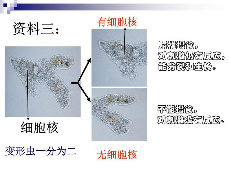 2023届高三一轮复习生物：细胞核课件08