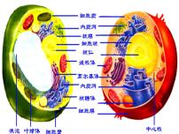 2023届高三一轮复习生物：细胞器课件