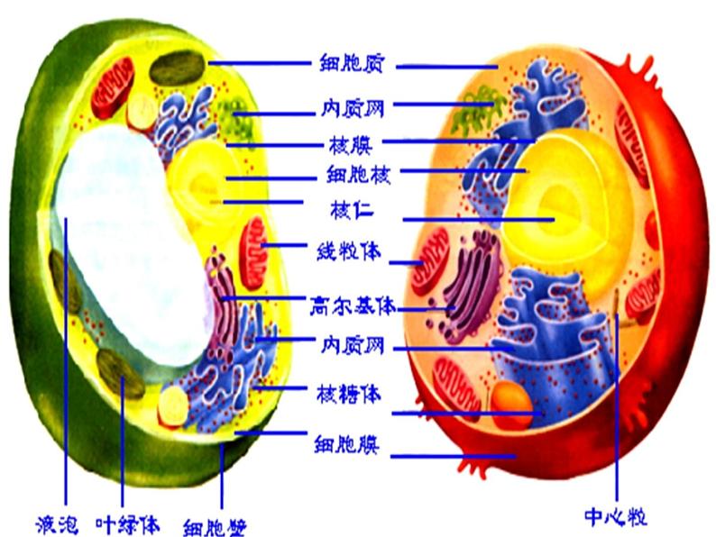 2023届高三一轮复习生物：细胞器课件第1页