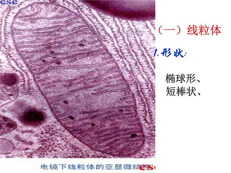 2023届高三一轮复习生物：细胞器课件第6页