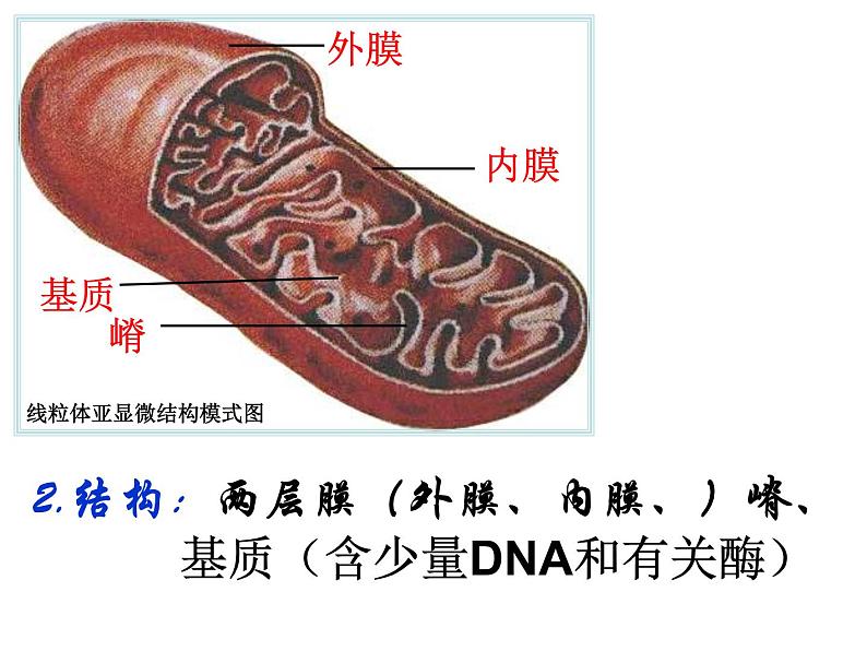 2023届高三一轮复习生物：细胞器课件第7页