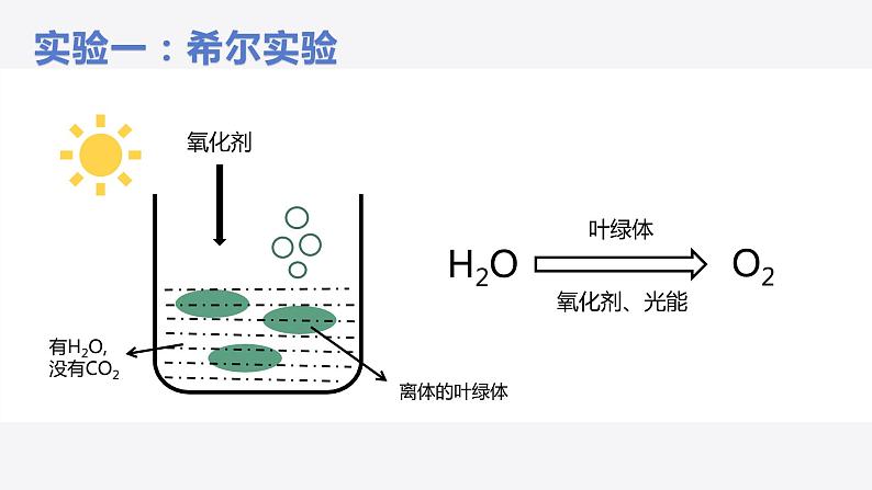 光合作用的原理第5页