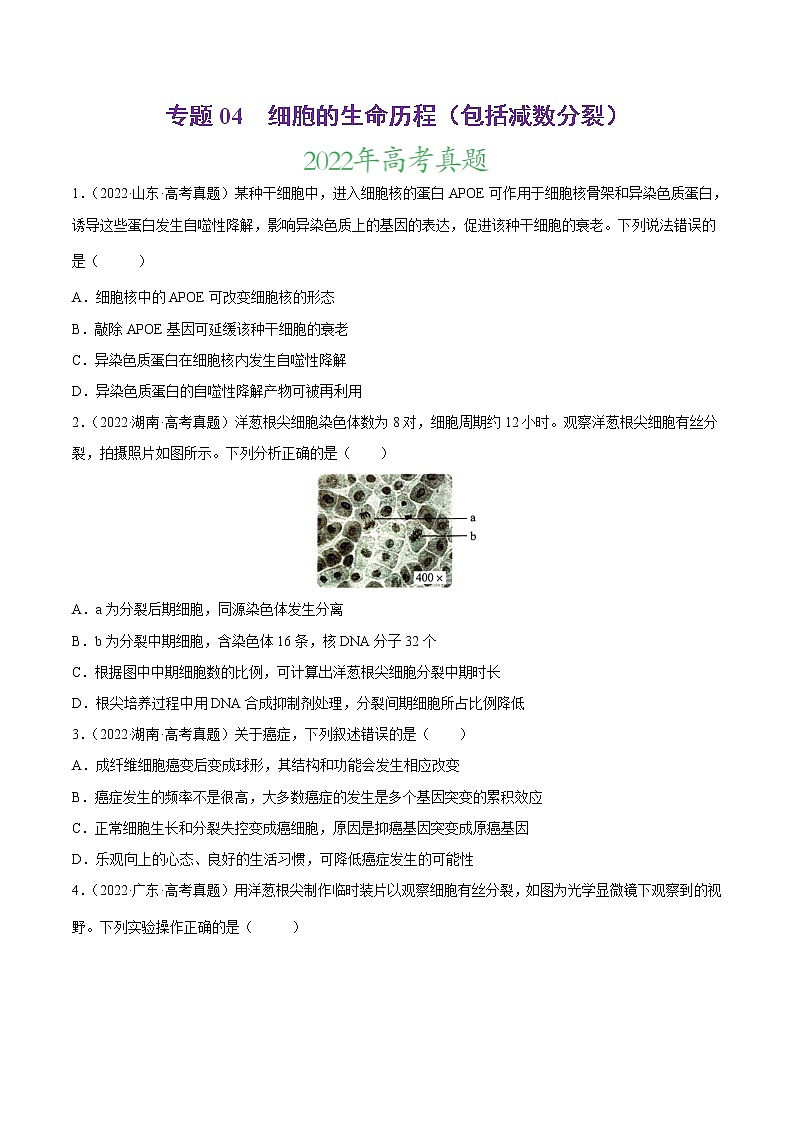 【三年高考真题】最新三年生物高考真题分项汇编——专题04《细胞的生命历程（包括减数分裂）》（2023新高考地区专用）01