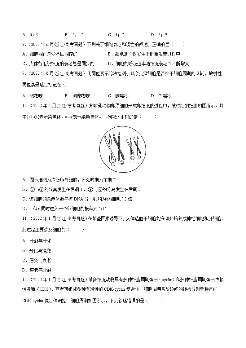 【2018-2022高考真题】高考生物五年真题汇编——专题04《细胞的生命历程（包括减数分裂）》（原卷版）（全国卷地区通用）第3页