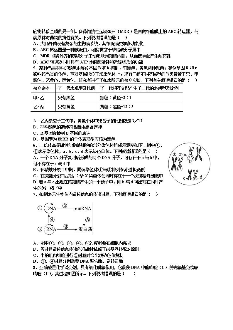 江西省宜春市丰城市2022-2023学年高二生物上学期10月期中考试试卷（Word版附答案）02