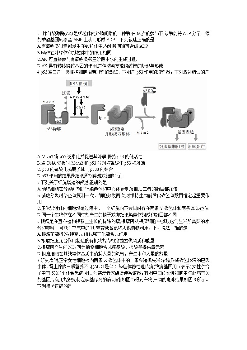 甘肃省张掖市某重点校2022-2023学年高三生物上学期期中检测试题（Word版附答案）第2页