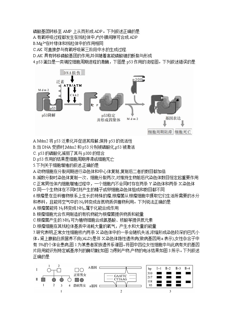 甘肃省张掖市某重点校2023届高三生物上学期期中检测试题（Word版附解析）第2页