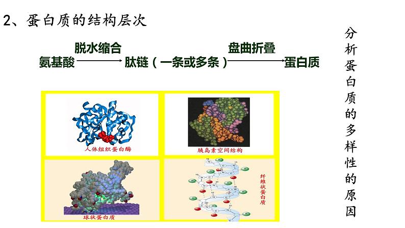 1.2 生物大分子以碳链为骨架——蛋白质（第3课时）-【高效备课】2022-2023学年高一生物同步备课优质课件（浙科版2019必修1）03