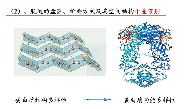 1.2 生物大分子以碳链为骨架——蛋白质（第3课时）-【高效备课】2022-2023学年高一生物同步备课优质课件（浙科版2019必修1）05