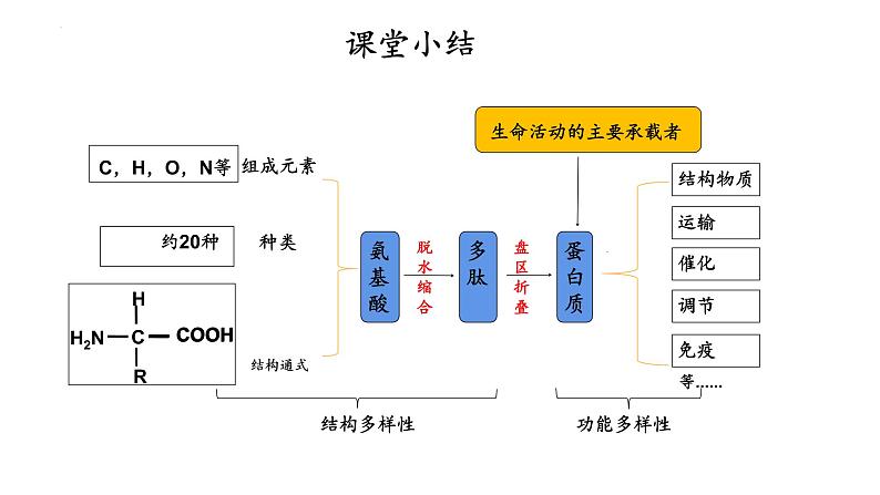 1.2 生物大分子以碳链为骨架——蛋白质（第3课时）-【高效备课】2022-2023学年高一生物同步备课优质课件（浙科版2019必修1）07