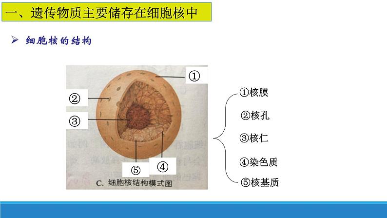 2.4 细胞核是细胞生命活动的控制中心-【高效备课】2022-2023学年高一生物同步备课优质课件（浙科版2019必修1）05