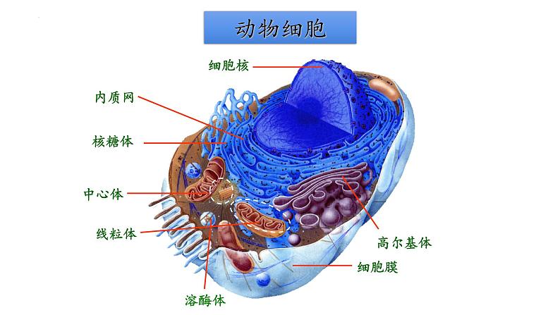 2.5 细胞在结构和功能上是一个统一整体-【高效备课】2022-2023学年高一生物同步备课优质课件（浙科版2019必修1）01