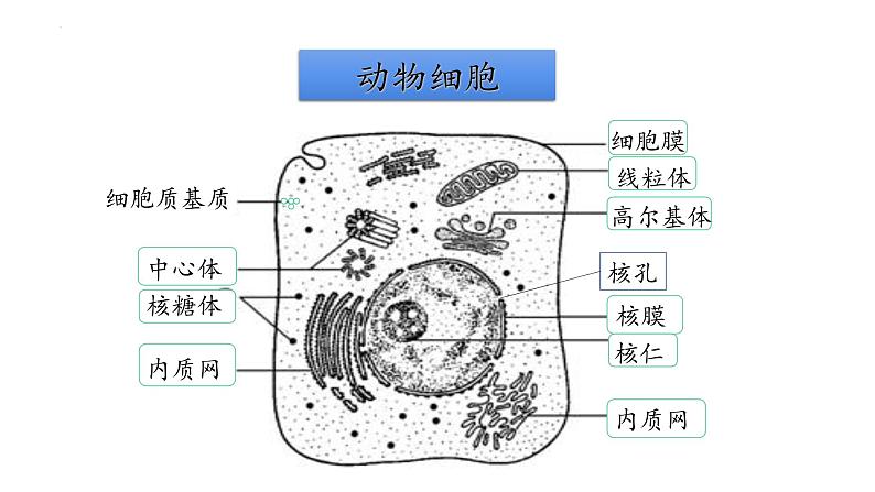 2.5 细胞在结构和功能上是一个统一整体-【高效备课】2022-2023学年高一生物同步备课优质课件（浙科版2019必修1）02