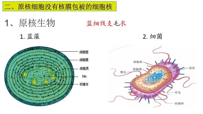 2.6 原核细胞内无成形的细胞核-【高效备课】2022-2023学年高一生物同步备课优质课件（浙科版2019必修1）06