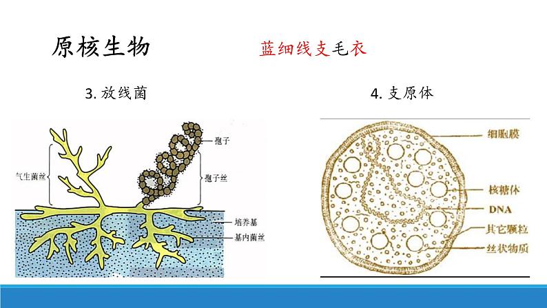 2.6 原核细胞内无成形的细胞核-【高效备课】2022-2023学年高一生物同步备课优质课件（浙科版2019必修1）07